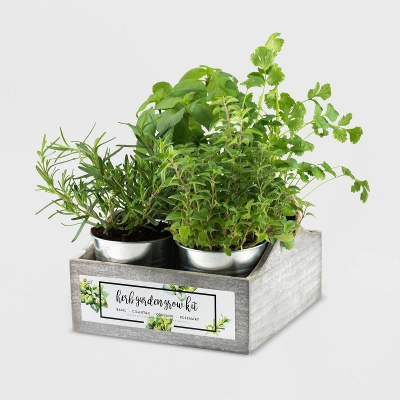 The herb garden grow kit