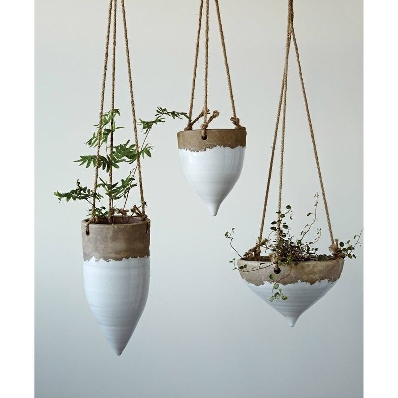 money tree plant pics Money Tree Forest + Vietnamese Vessel
