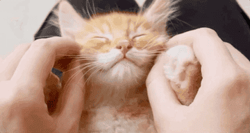 GIF of an orange kitten being pet
