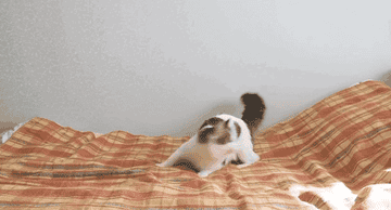 GIF of a tabby cat chasing a toy in a circle