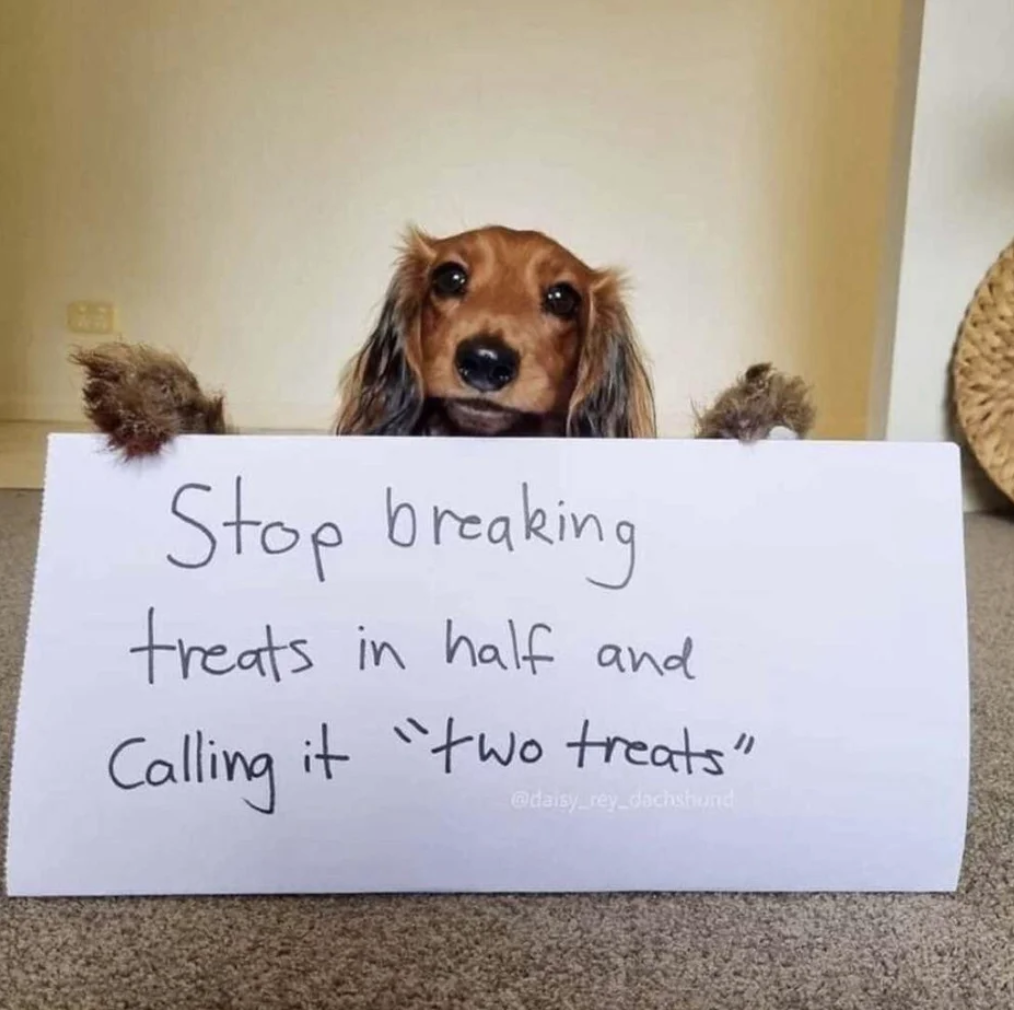 a dog with a sign that says, stop breaking treats in half and calling it two treats