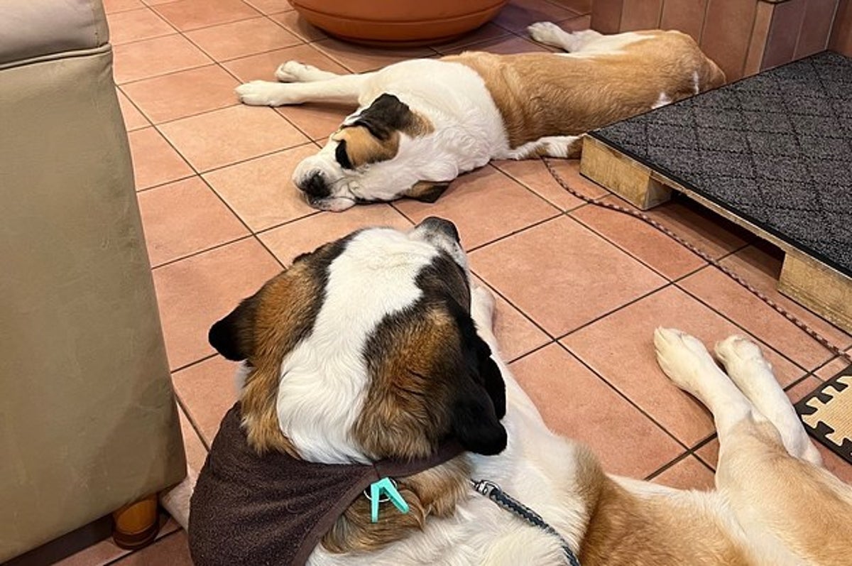 犬好きは北海道に行くしか 札幌市に セントバーナードが床に落ちてるだけ の最高カフェがあるらしい