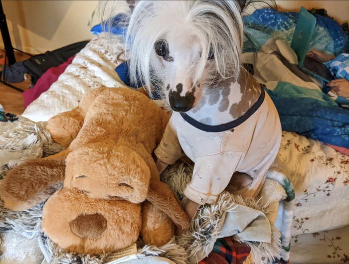 A dog sitting next to the snuggle puppy