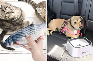 Someone holding a fish toy and a dog laying in the backseat of a car with a water bowl