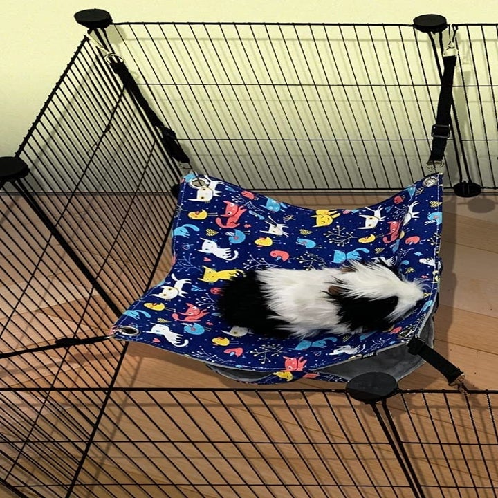 A guinea pig sleeping on the top of the hammock