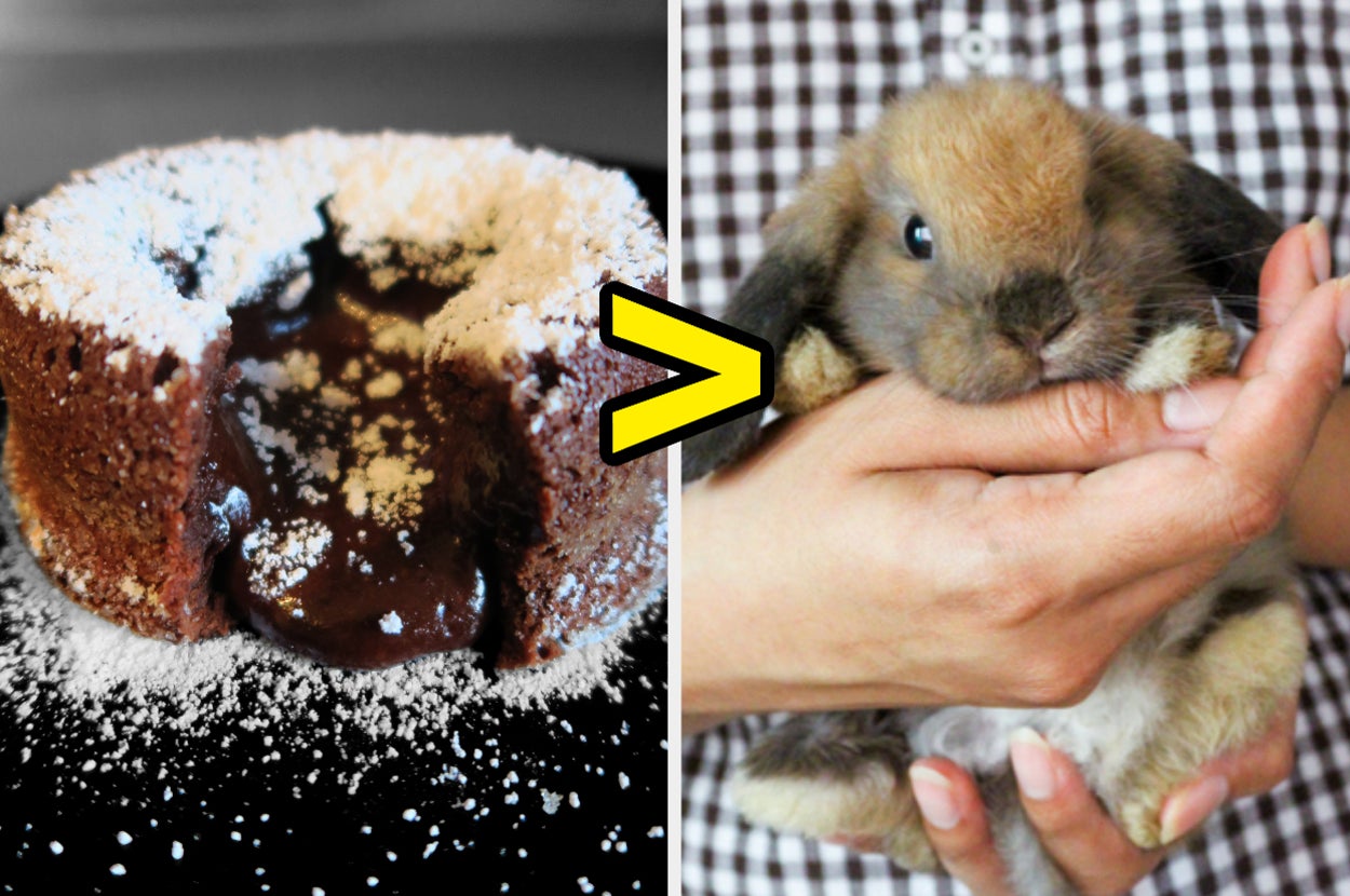 Chocolate lava cake and a baby rabbit
