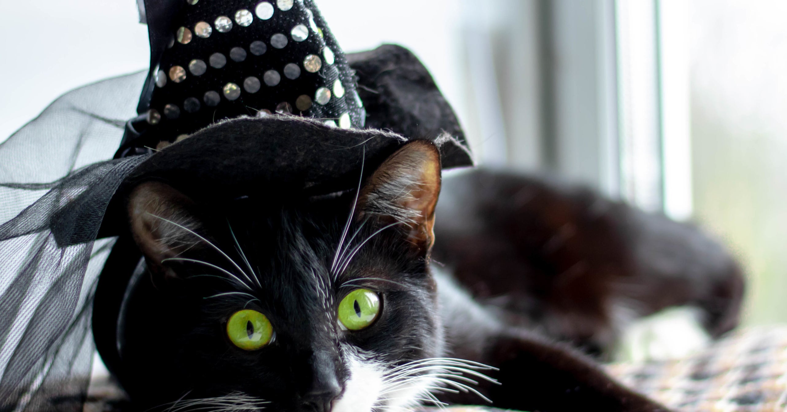 Which Familiar Are You Ready To Work With?