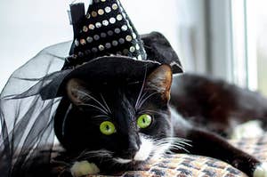 Black and White Cat with green eyes in Little Witch Hat