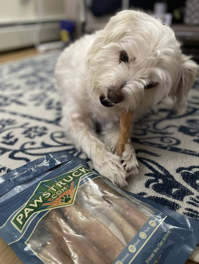 reviewer's dog chewing on one of the bully sticks