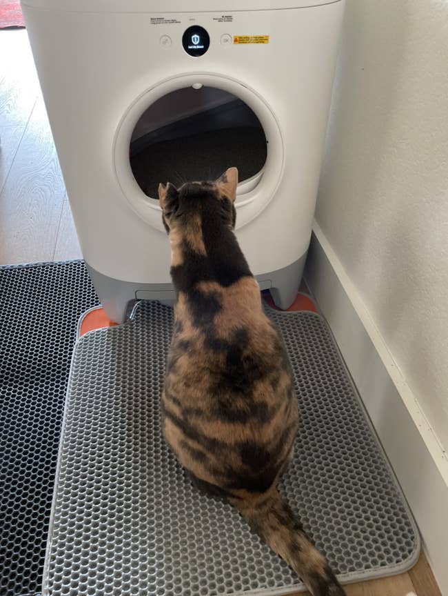 reviewer's cat looking at the litter box