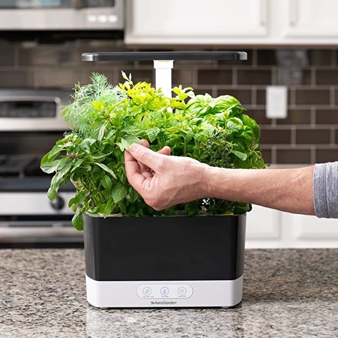 A person tending to their herbs in their AeroGarden on the counter in a kitchen