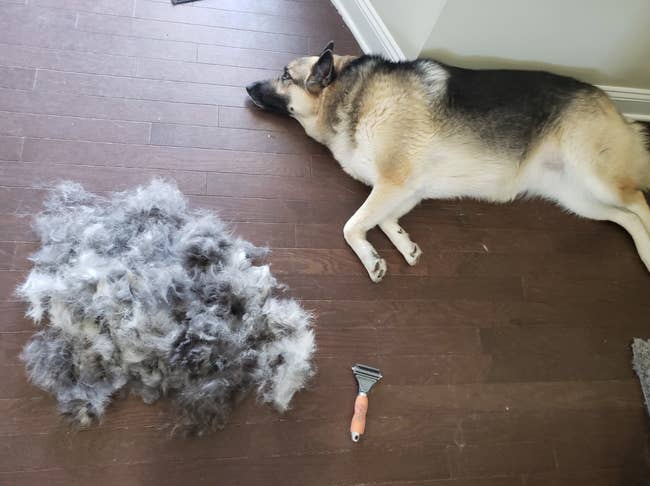 reviewer photo of their dog, pile of fur, and the comb