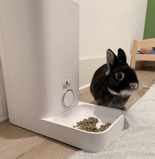 bunny eating out of an automatic feeder