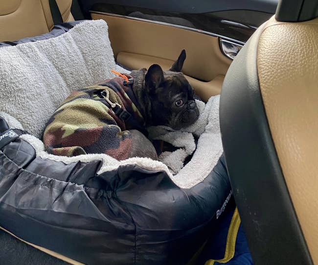 reviewer photo of their dog sitting in the car seat