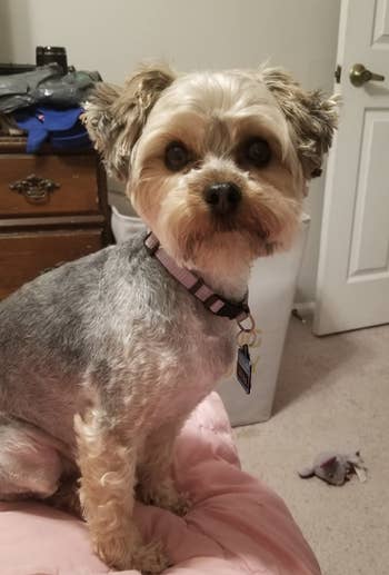 reviewer's dog after being groomed