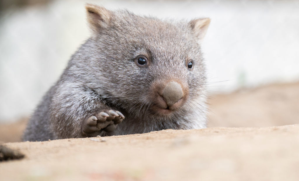 close up of a wombat