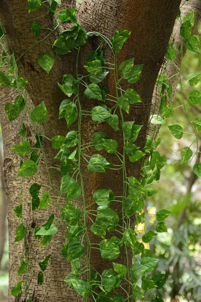 the ivy garlands around a tree