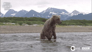 A bear in water