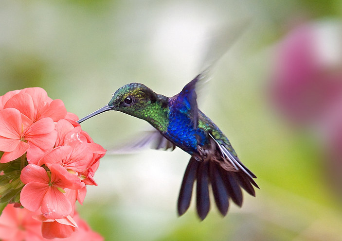 a hummingbird getting pollen