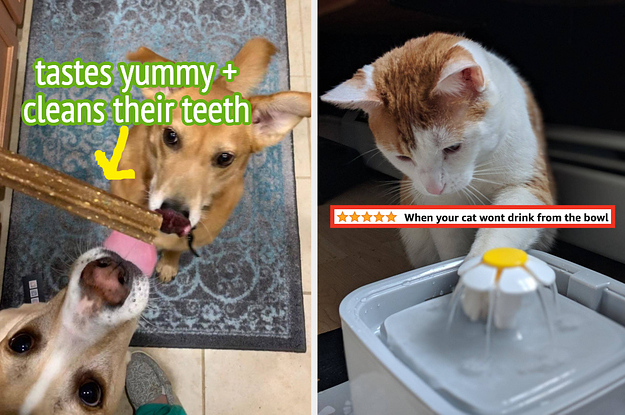 L: Two dogs staring longingly at a dental chew stick treat R: Cat dipping its paw in a water fountain