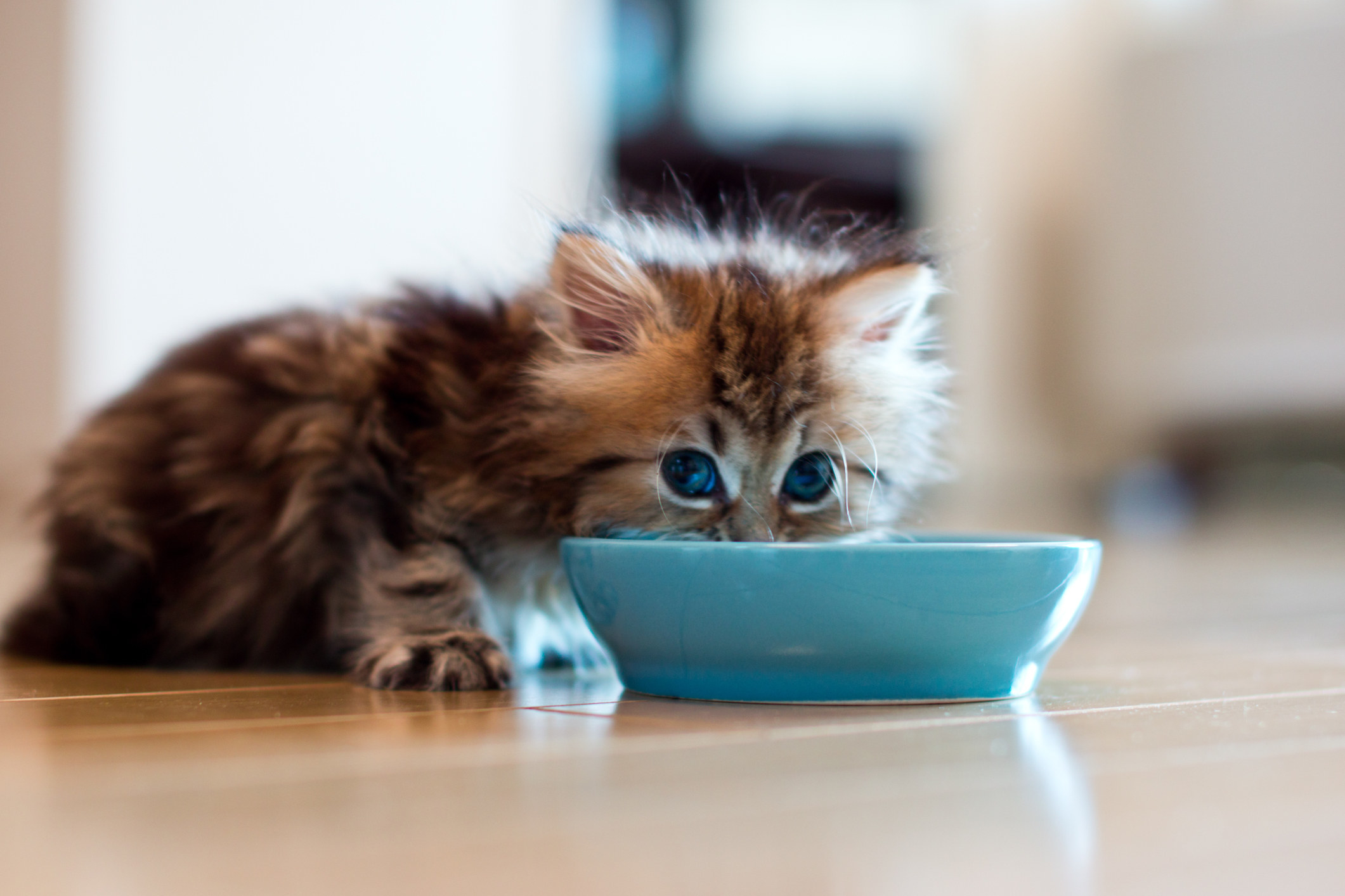 A kitten eating out of a bowl