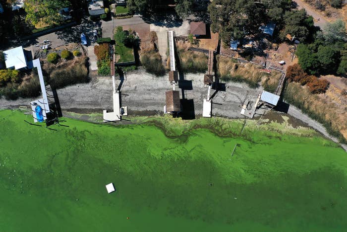 An aerial view of blue-green algae in California