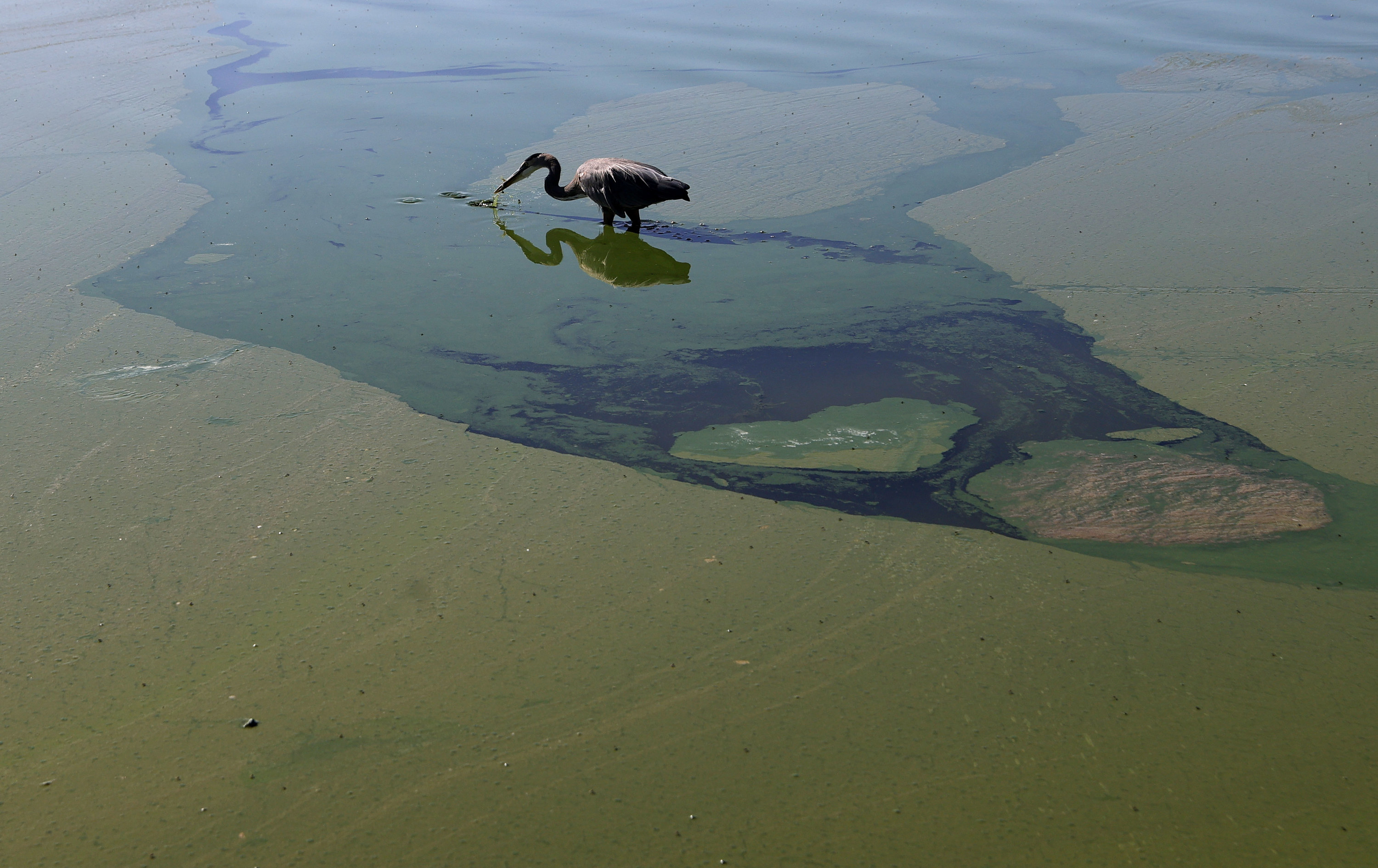 A heron walks through blooms of blue-green algae