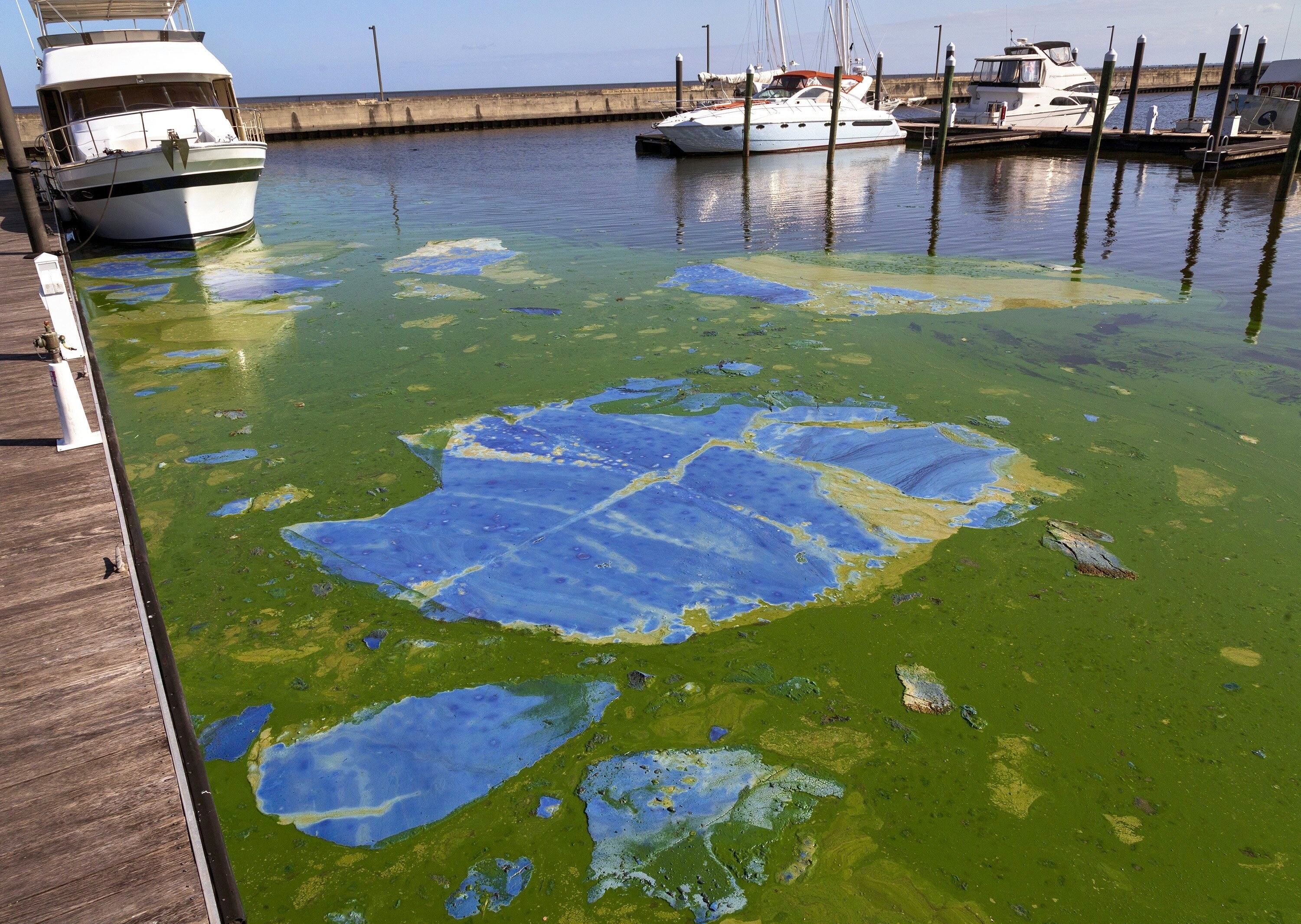 Thick blue-green algae surround boats in Florida