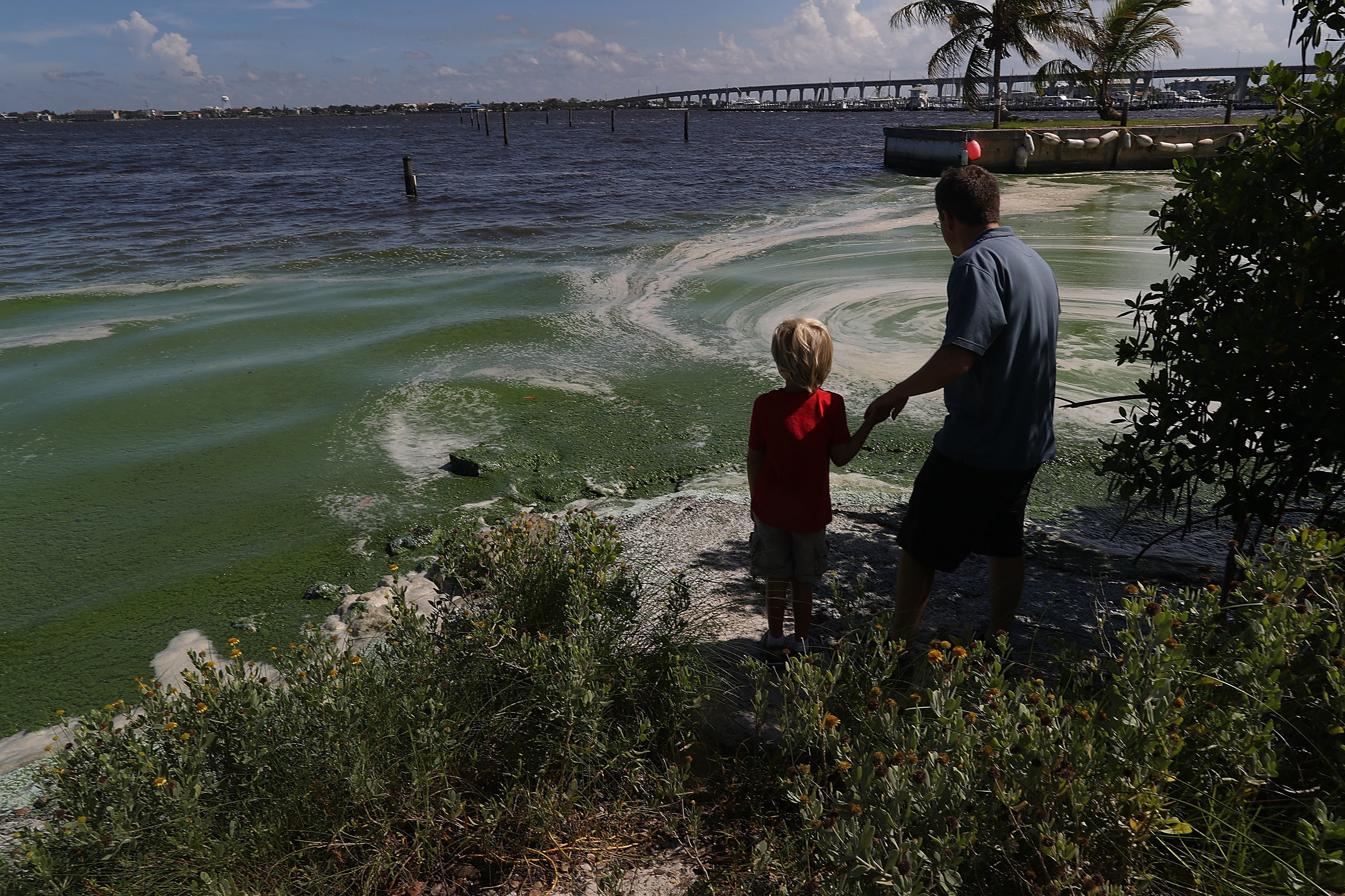 A father and son look at blue-green algae in Florida. 