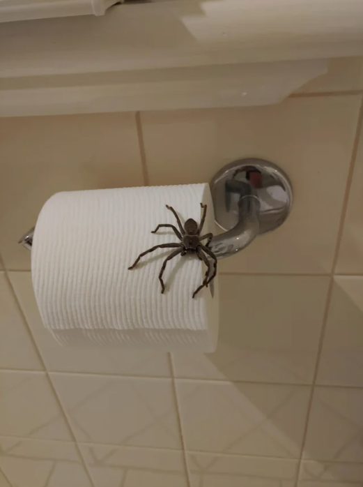 A toilet roll with a huntsman spider on top of it