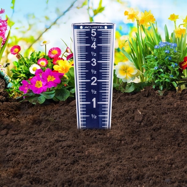 Blue rain gauge planted in soil next to colorful flowers