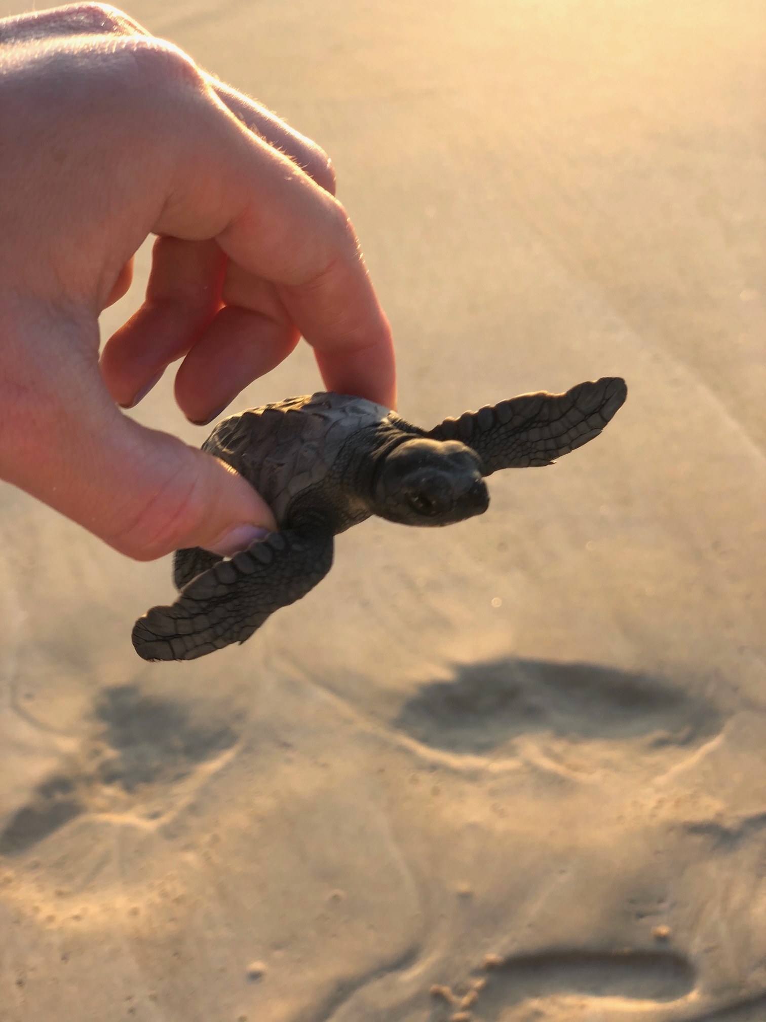 A hand holding a tiny sea turtle on a beach