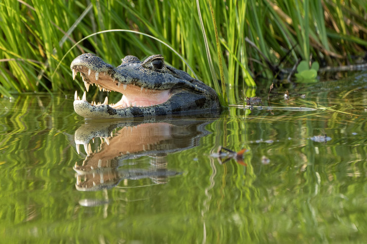 an alligator peeking out of the water