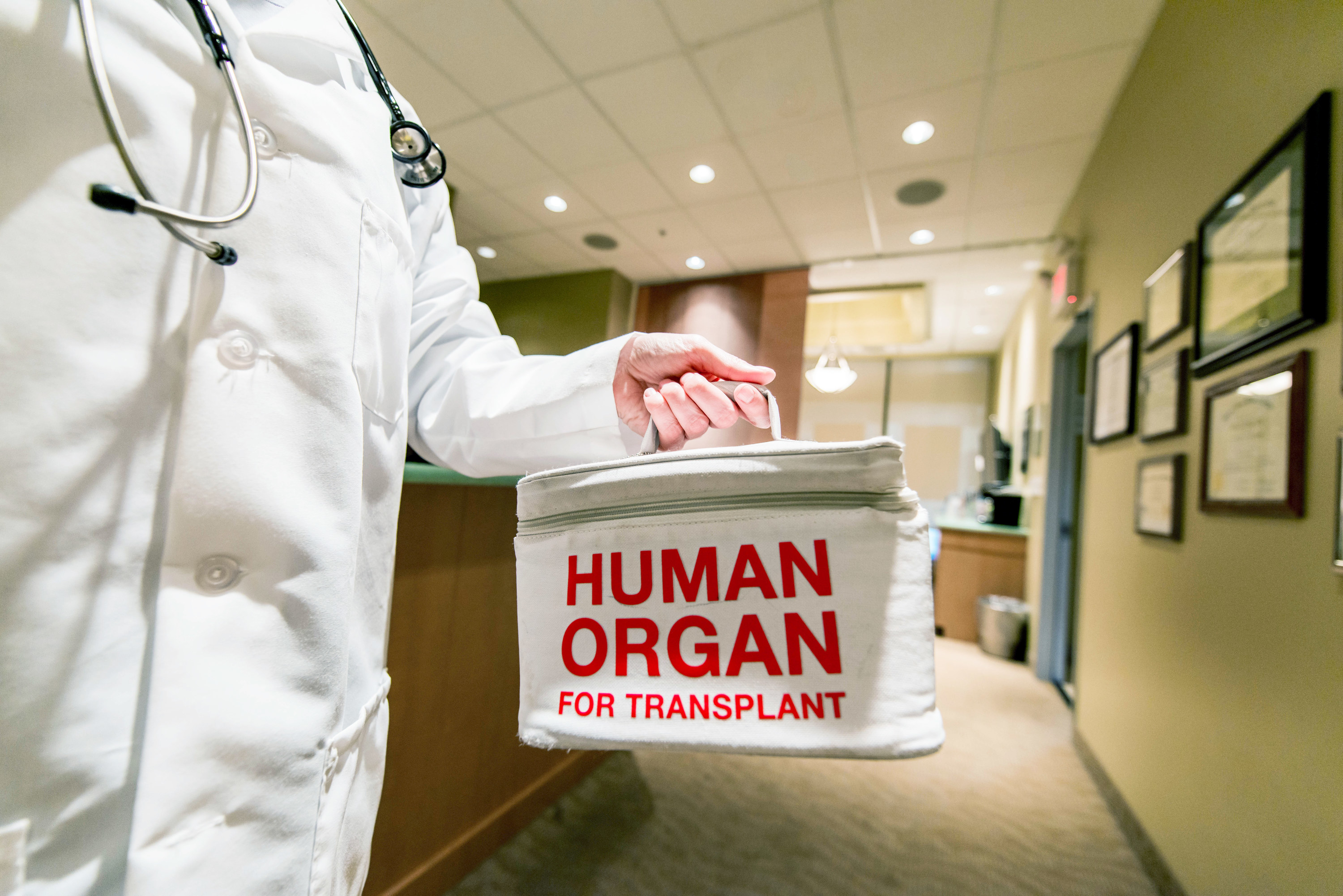 doctor holding human organ for transplant bag