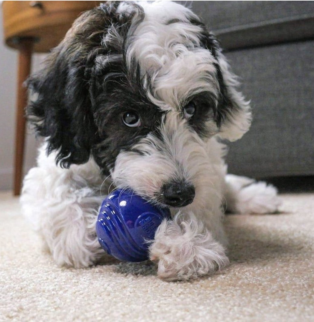 a dog chewing on the toy