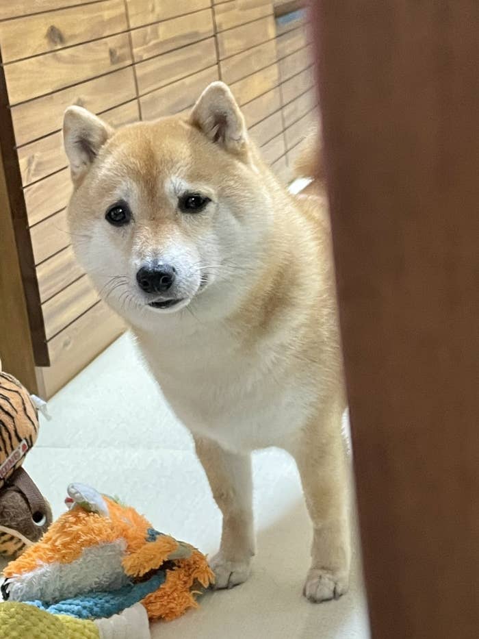 なんかこちらが泣いてしまった 飼い主を心配して優しい顔をするワンちゃんにキュン