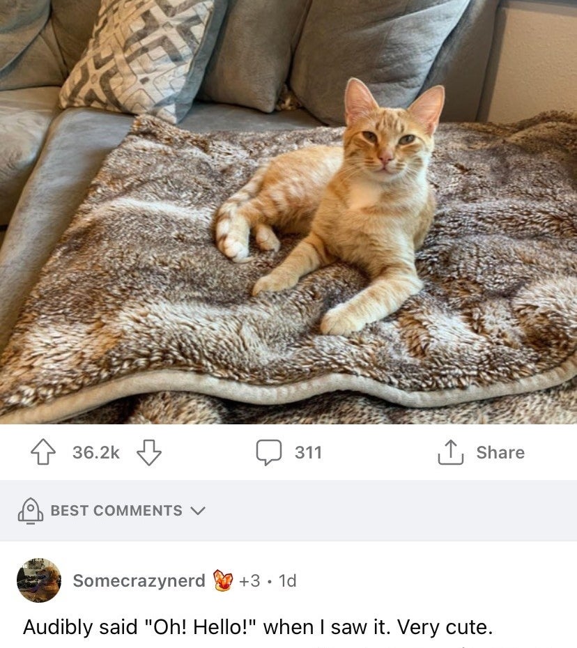 A cat on a couch and a small kitten hiding in the cushion behind him