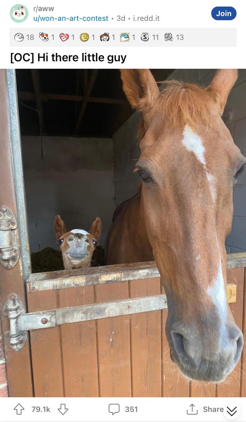 A baby horse next to its mother