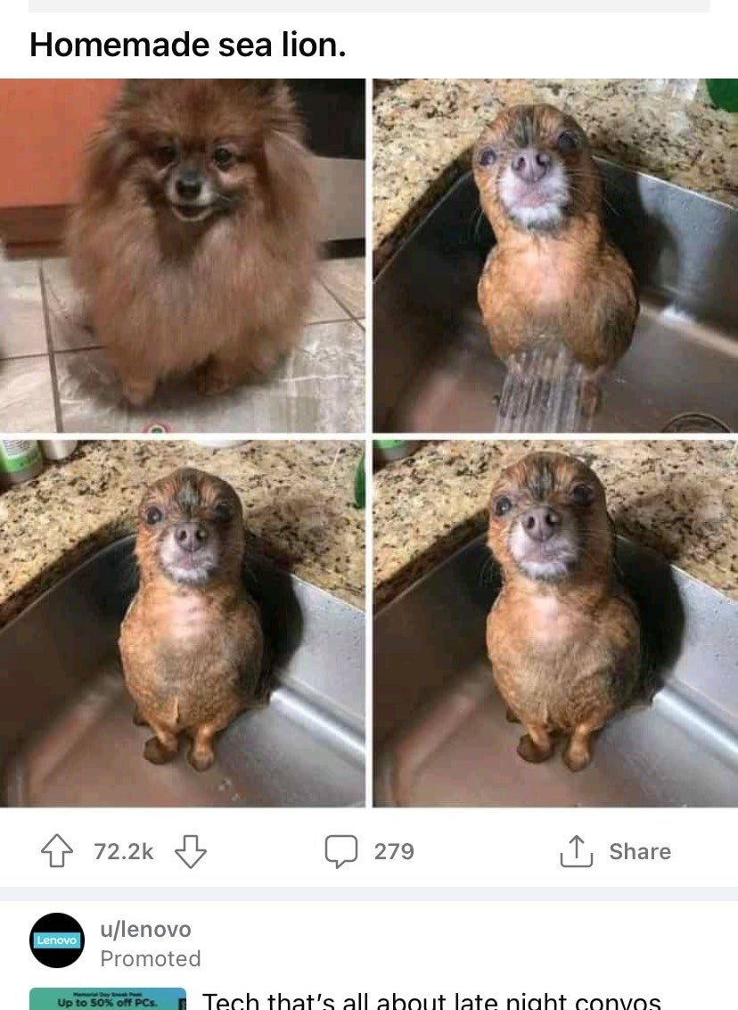 A dog before and after having water sprayed on it, making it look like a sea lion
