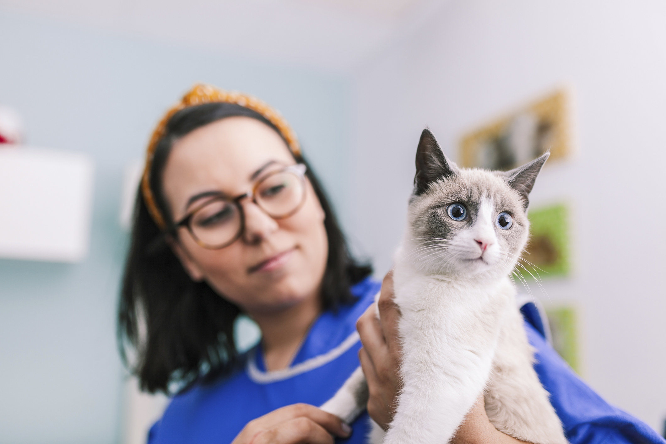 A vet holding a cat