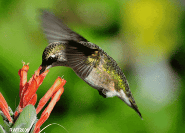 close up of a hummingbird
