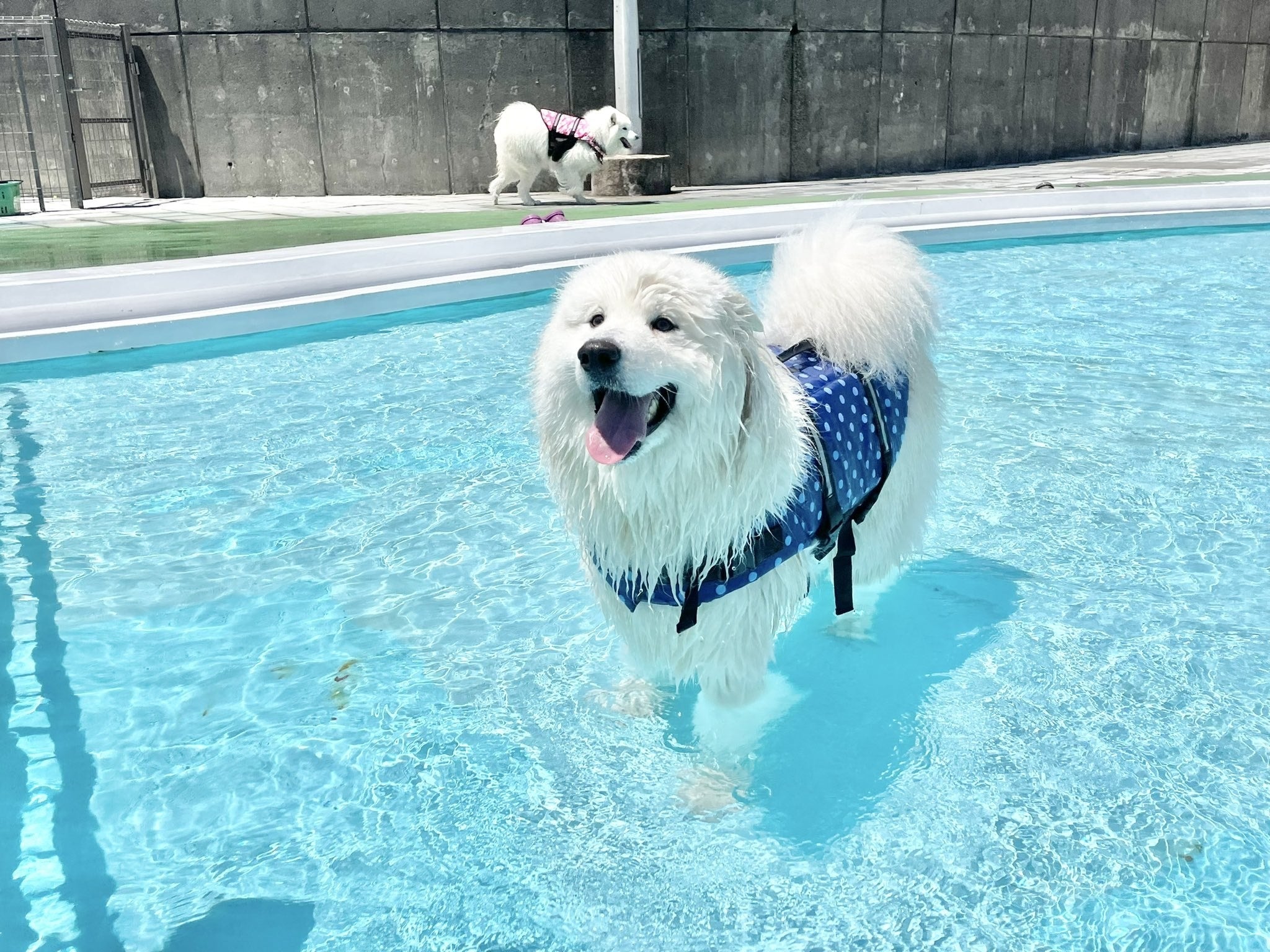 プール怖い 大好き とびっきりの笑顔で楽しむわんちゃんの写真が なんてかわいいんだ