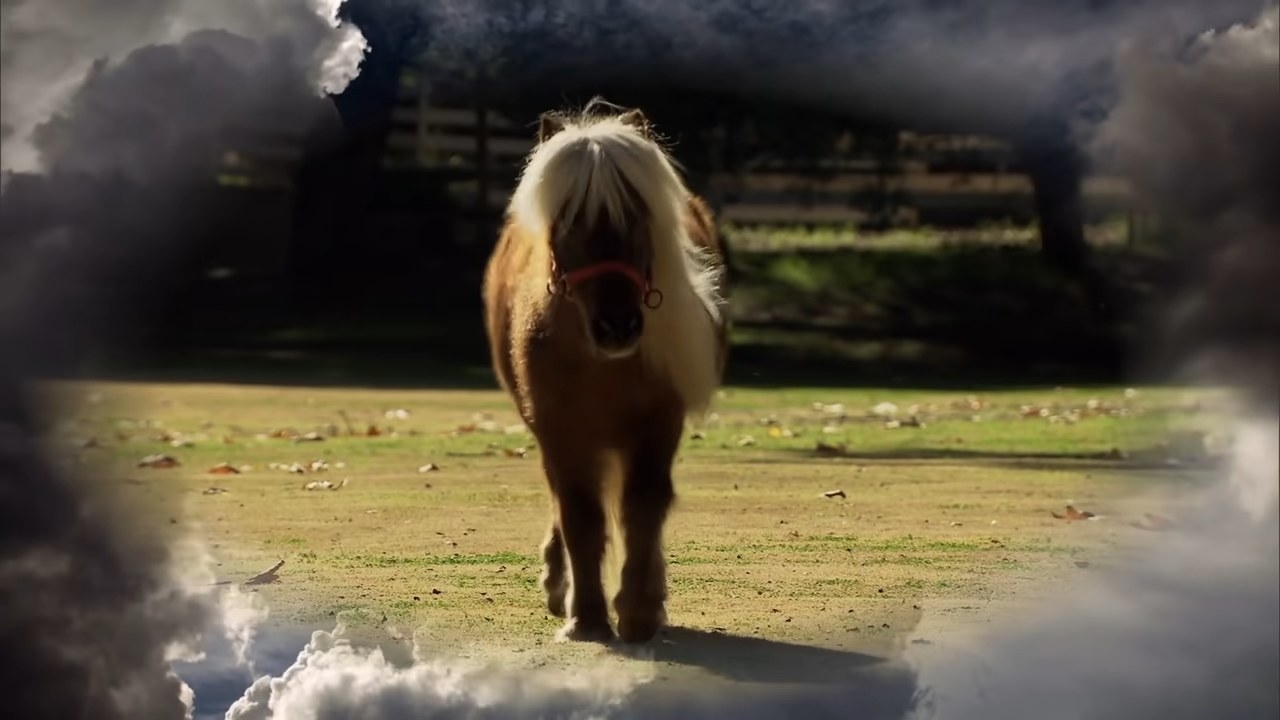 Lil&#x27; Sebastian walking in a field with clouds around the frame in &quot;Parks and Recreation&quot;