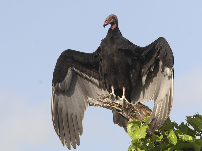 a vulture standing on a tree branch