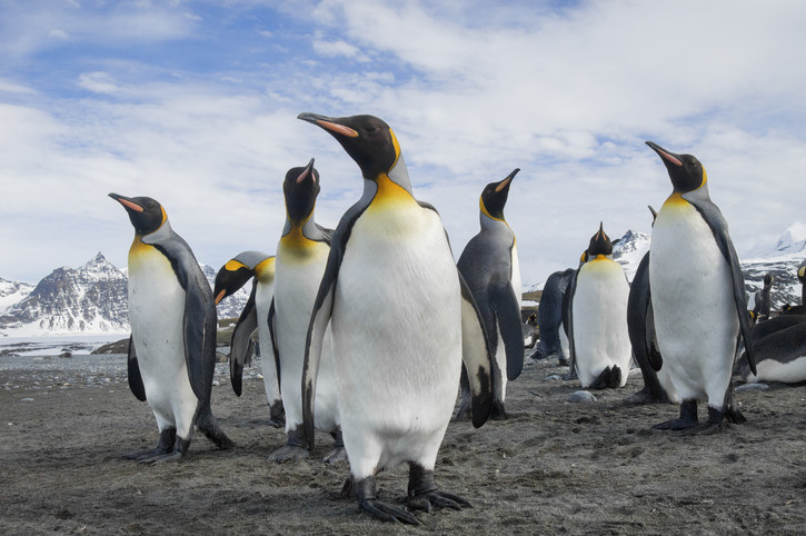 a group of penguins