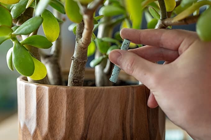 A person putting the spike into their potted indoor plant