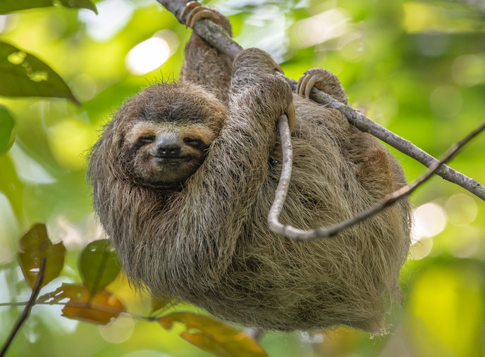 a sloth hanging from a tree