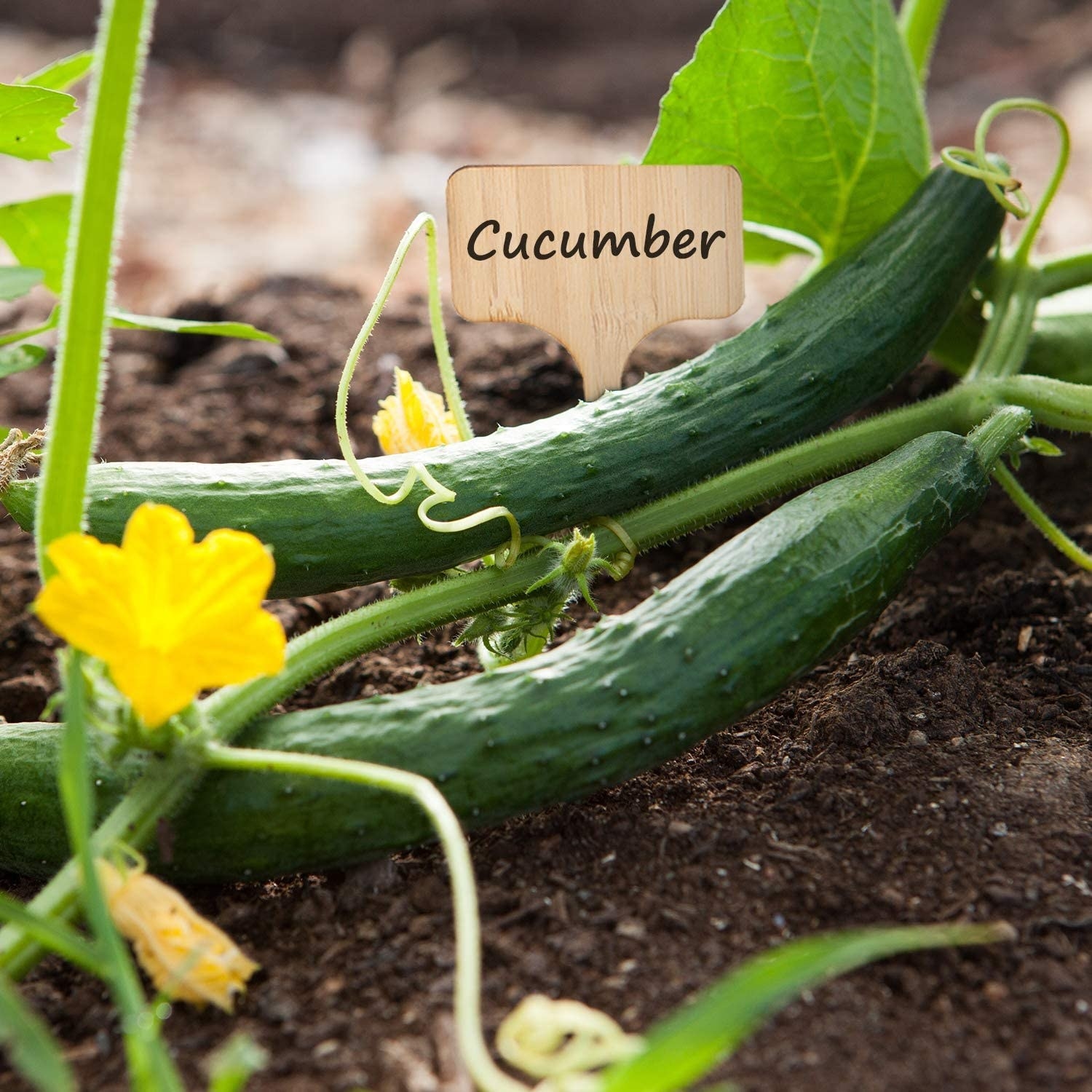 One of the labels showing where the cucumbers are in the garden