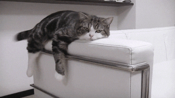 A cat lying down on the arm of a couch