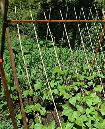 The bamboo stakes in a large garden supporting plants